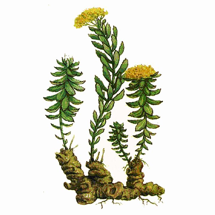 Το εκχύλισμα Rosela Rhodiola ως μέρος του γιγαντιαίου